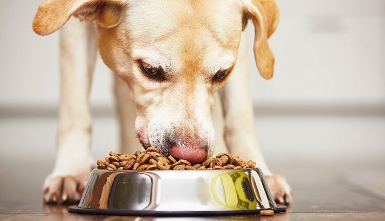 Dog Food