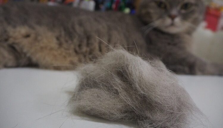 Pet Hair Cleaning