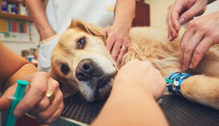Pet Healthcare